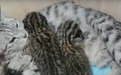 家猫给豹猫当“奶妈”!吉林市这事儿挺新鲜