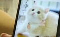 网购宠物猫,3天就病死了?商家:只能吃我家猫粮