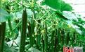 促进设施蔬菜提档升级 津冀两地联合推广黄瓜新品种新技术