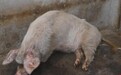 14岁“猪坚强”因年老衰竭死亡,死后或将被做成标本