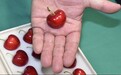 一颗拍出3万日元!史上最让人“心跳”的樱桃长啥样