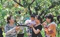 要子庄村的“杏”福密码