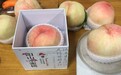 插吸管就能喝的水蜜桃一个卖128元 专家:单个1斤重