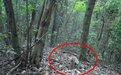 韶关南雄青嶂山保护区监测到新记录种食蟹獴