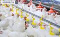 实现“吃鸡自由”!中国首批自主培育白羽肉鸡品种通过审定