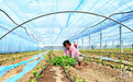 河北隆尧:春到大棚