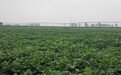 石家庄藁城区入选国家级大豆科技自强示范县
