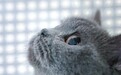 帕特:关注流浪猫犬 践行公益精神