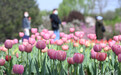 近百种4万余株!石家庄市植物园第十六届郁金香文化节开幕