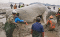 巨型抹香鲸搁浅石浦海滩!象山各方合力营救……