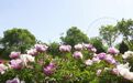 涼州植物園牡丹花開正艷，游客聞香來打卡！