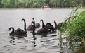 长春市南湖公园来了一群黑天鹅！速来打卡！