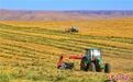 甘肃撂荒地里看"丰景":山野无闲田 "专班"收得满仓粮