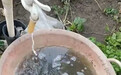 自来水浑浊有股“猪粪味” 水管所:污水渗入