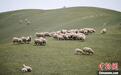 祁连山下建共享牧场:“我”在裕固家园有只羊