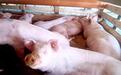 猪肉涨价，养猪又能开始赚大钱？