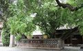 千年古树何以"青春永驻"?一树一策享数智化"养老"