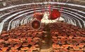 吉林灵芝进入采收季:“仙草”丰收孕育新商机