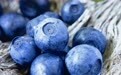 山东的这个小镇 即将推出用自己名字命名的蓝莓新品种