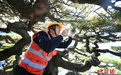 黄山千年迎客松体检报告出炉