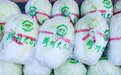 唱响乡村振兴“重头戏”  2022年胶州大白菜国际美食文化节在青岛胶州启动