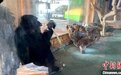 济南黑猩猩“入乡随俗”吃葱蒜 网友:“要蘸酱吃”