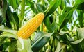 为什么玉米被称为“末日作物”?它究竟有何神奇之处?