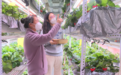 石家庄市鹿泉区：智慧“植物工厂” 拓宽草莓种植新路径