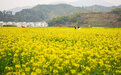 婺源篁岭油菜花已进入观赏期(图)