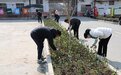 滁州市定远县青洛小学组织党员教师开展“清除杂草 美化校园”活动