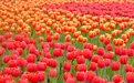 省植物园樱花节来了 同步启动2023年湖南生态旅游节