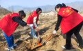 鲁山县四棵树乡:种下“摇钱树” 打造“风景线”