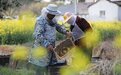 黄山：追花逐蜜养蜂人