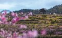 宁海万亩桃园迎客,这些“新场景”请你来打卡!