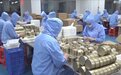 （优环境 抓项目 强信心 开新局）通化：做强人参产业 融入全省千亿级优势产业集群