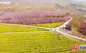 河北石家庄：“赏花经济”绘就美丽乡村