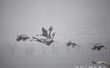 国家一级保护动物白枕鹤集群首现石家庄