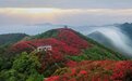 萍乡湘东区：映山红开满山（图）