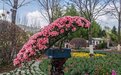 长春市百花园春季花展5月1日举行