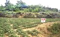 “五彩富硒红薯”落户北杨家庄村