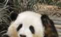 徐州九頂山動物園要引進國寶大熊貓？官方回復來了！