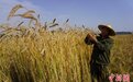 河南新乡：多彩小麦比人高 杆径可做吸管