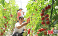 第四届中国·北方农业（蔬菜）科技创新发展大会在石家庄召开