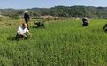 胡麻菜籽蓬勃生长绿意浓 华亭致富路上“油”保障