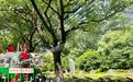 讓植物安全度“夏”  杭州這樣抗旱?！熬G”