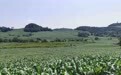 吉林省白山市靖宇县鲜食玉米抢“鲜”上市，共筑增收致富路