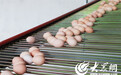 菏泽牡之邦:牡丹“资源”二次利用 日产牡丹鸡蛋23万枚