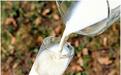 喝牛奶拉肚子吃什么药？乳糖不耐受该怎么喝牛奶？