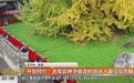 【开放预约!#西安千年银杏树将迎来最佳观赏期#】 每年秋季,来到古观