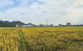衢州柯城1.2万亩单季稻先后喜获丰收 各地趁晴好天气积极抢收